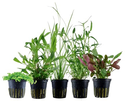 Garnelio Aquarium Pflanzen - 5X Wasserpflanzen - Aquarienpflanzen für Anfänger - Commelina Montecarlo Hygrophila Cyperus Lobelia - Set mit 5 Aquariumpflanzen