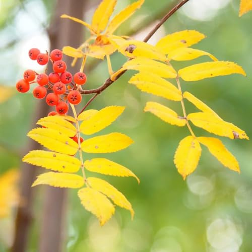 eberesche säulenobst obstbaum garten hochbeet baumsamen herbstpflanzen winterhart gewächshaus balkon bonsaibaum kräutersamen bonsai bäumchen kaufen pflanztöpfe obstsamen obstpflanzen 50samen