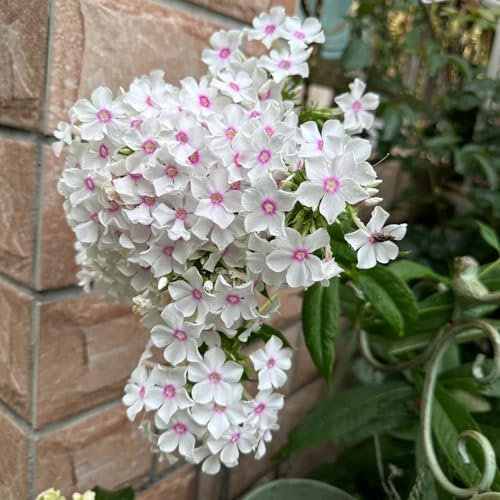 350 piezas Semillas de flox resistentes Semillas de cobertura del suelo Phlox Semillas de Phlox - Gancho Phlox Drummondii Regalos para amantes del jardín Decoración de jardín para