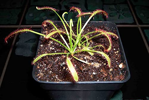 Fleischfressende Jungpflanze, Sonnentau, Drosera capensis, 4-8cm.