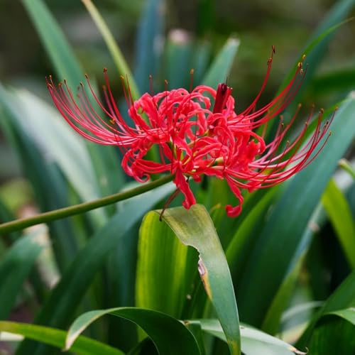 5Bulbos de lirio araña - lycoris radiata - que ecen en primavera, decoraciones, comprar de sangre, ramo de macetero