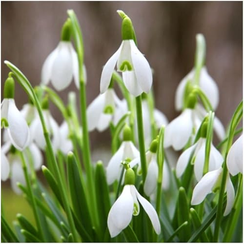 Großes Set Schneeglöckchen Galanthus 10 50 100 Stk. Blumenzwiebeln Zwiebeln Winterhart Mehrjährig Große Knollen Zwiebeln (50)