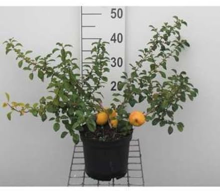 Chaenomeles jap. 'Sargentii' - Cognassier Du Japon 30-40 cm en pot