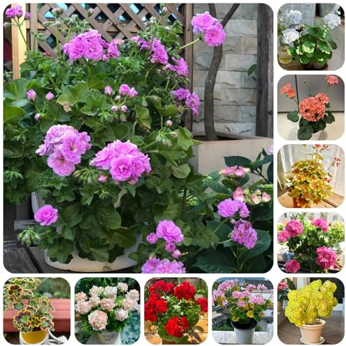 semi di geranio, decorativi resistenti balcone geranio da balcone perenni resistenti per luoghi soleggiati rare, decorazione soggiorno decorazione 30pcs