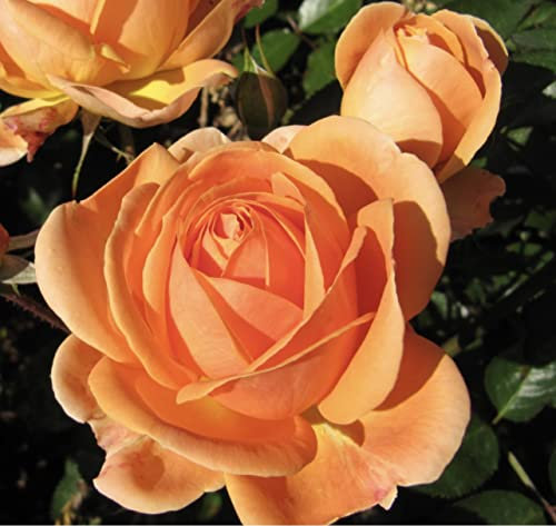 'Perfect Pet' - Gorgeous Apricot Blooms - Potted Floribunda Rose