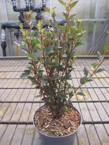 Schneeball Blasenspiere - Physocarpus opulifolius Donna May/Syn. Little Devil - 40-50cm