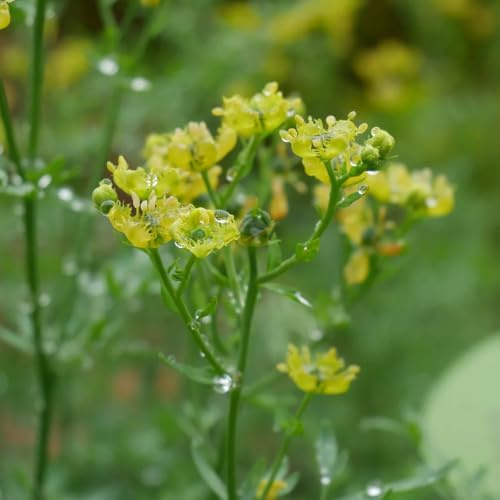 semi di ruta da appartamento che purificano l'aria ruta aromatiche da giardino ufficio sostenibili selvatiche rare resistenti in vaso esterno 400semi