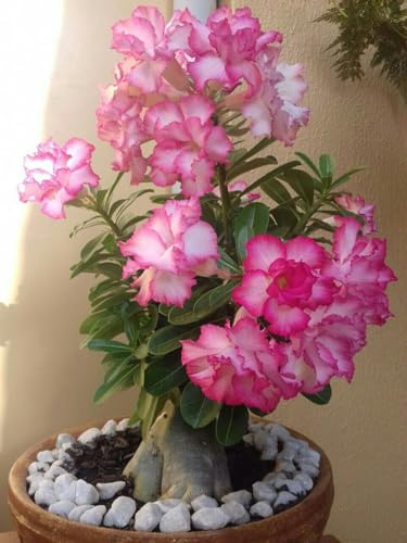 Rosa del Desierto Exquisita rosa del desierto,sin necesidad de mantenimiento-Ecologización-2 rizomas