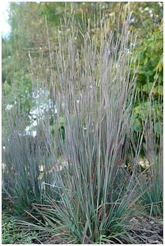 Stauden Gänge 3 x Schizachyrium scoparium 'Standing Ovation' winterhart | Hohes Ziergras für Sonne bis Halbschatten, Blüte Juni bis August, mehrjährig, 1 L Topf (11x11 cm)