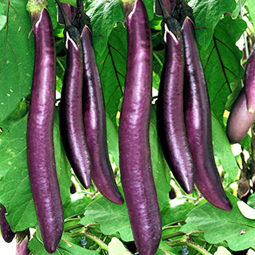 200 Long Purple Eggplant Seeds for Planting Heirloom Non-GMO 1+ Grams Garden Vegetable Bulk Survival
