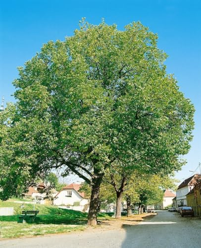 Juglans regia 'Jupiter' 125–150 cm – Winterhart, Mehrjährig, Pflegeleicht – Walnussbaum – Obstbaum für Garten & Ernte