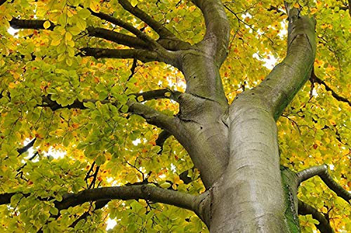 Paquet semi : Europ faggio, Fagus sylvatica, 15 Semi di semi (comestibile, Fl colori)