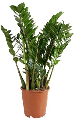 Bloomique - Zamioculcas Zamiifolia - Glücksfeder - Zimmerpflanzen Groß - Sehr Pflegeleicht - Luftreinigend - Höhe 80-90 cm - Topf 21 cm