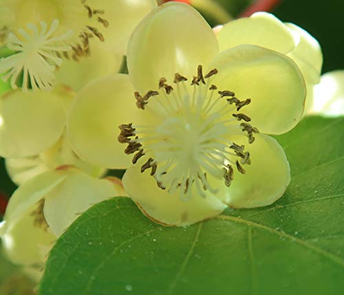 Dehner Kiwi Nostino, männlich, ca. 50-70 cm exkl. Pflanztopf, 2 l Topf | Actinidia arguta, grüne Befruchtersorte, rankend und schnell wachsend, sonniger Standort