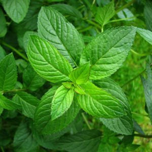 Dashan Menta Appx 5.000 Seeds Mentha piperita