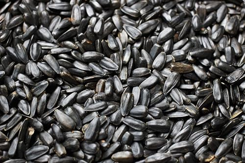 Weterton Feeds Black Sunflower Seeds for Wild Birds 25 kg (2 × 12.5 kg) | High-Oil, High-Energy, High-Protein, Premium Bird Feed for Blackbirds, Sparrows, Finches