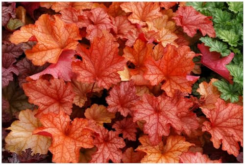 Stauden Gänge 3 x Heuchera Hybride 'Paprika' Purpurglöckchen winterhart | Purpurner Bodendecker für Sonne bis Halbschatten, Blüte Juni bis August, mehrjährig, 1 L Topf (11x11 cm)