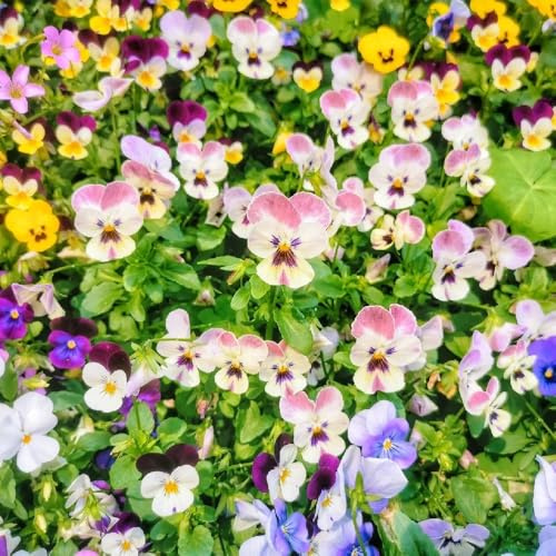 semillas de pensamiento, de jardín Viola tricolor, para lugares soleados regalos sostenibles comprar de pensamientos de cobertura 600pcs