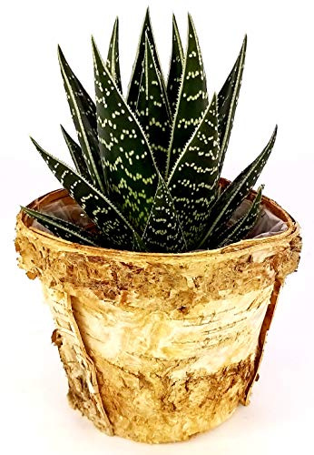 POWERS TO FLOWERS - ALOE TIKI THAI IN VASO CORTECCIA DI SUGHERO, pianta vera