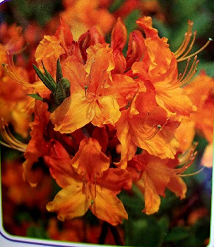 POWERS TO FLOWERS - AZALEA MOLLIS ARANCIO, AZALEA DA ESTERNO, vaso 16cm pianta vera