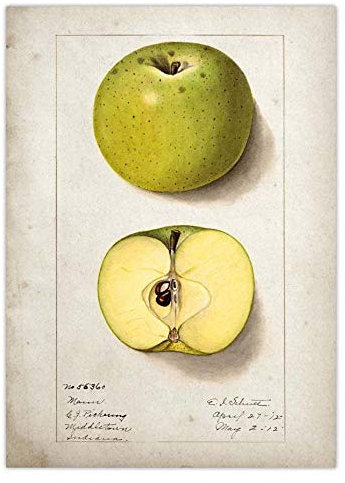 Bilder,Poster Kunstdrucke,Obst Küche Poster Vintage Poster Antik Leinwanddruck Birne Apfel Orange Ananas Wandkunst Dekorative Bild Leinwand Malerei,Gemälde - 30X40Cm