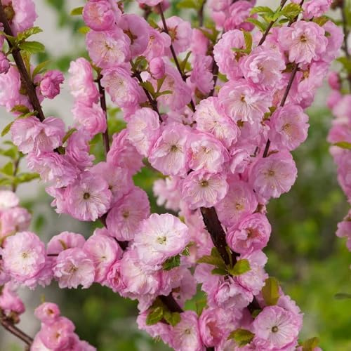 Vivai le Georgiche - Pianta vera di Prunus triloba Rosenmund - altezza alla vendita 60-80 cm