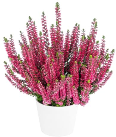 Brezo Natural en Maceta – DECOALIVE Planta Calluna de Estilo Único
