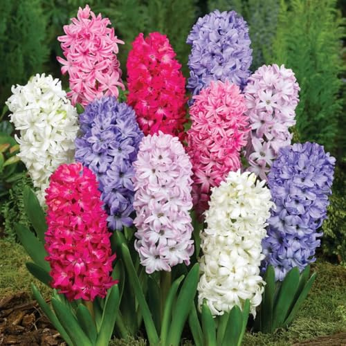 4bulbi di giacinti perenni resistenti - copertura del terreno, perenne, giacinto, balcone di primaverili