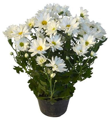 Chrysanthemum PREMIUM Planta Natural con Flores Coloridas