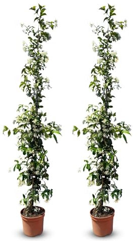 Sunny Tree - 2 pièces de jasmin, jasmin toscan, Trachelospermum Jasminoides, 120 cm, plante grimpante, résistant au froid, A +