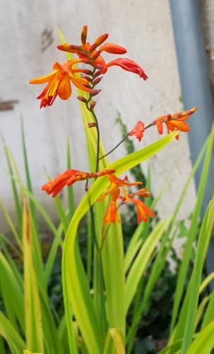 Crocosmia x crocosmiiflora 'Orange' / Montbrétia à fleurs de crocosmia/Godet/Vivace bulbeuse