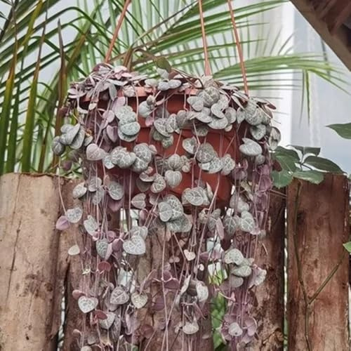 Ceropegia woodii jardín del balcón jardín de resistentes bonsái decoración balcones interior decoración semillas medicinales 100pcs