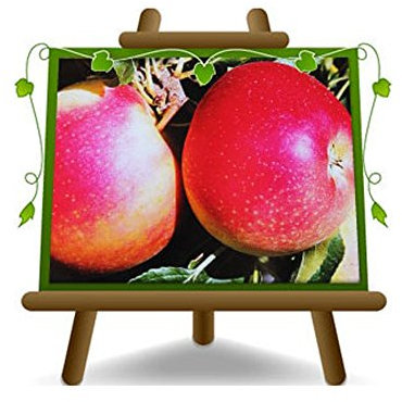 EURO PLANTS VIVAI Pommier Galared plante fruitière ancienne en pot de 20 cm hauteur 150-170 cm - Âge 2 ans