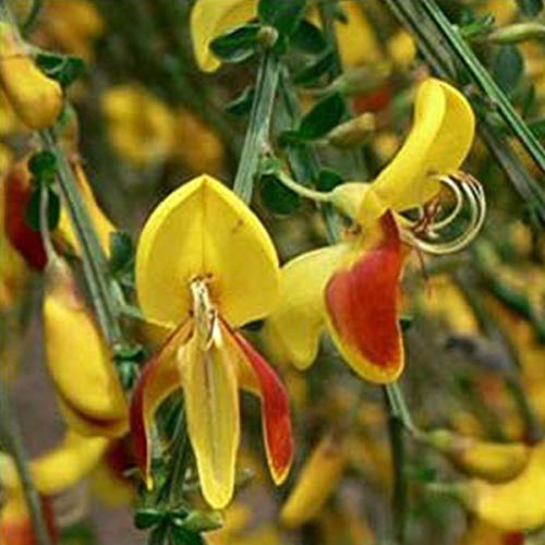 2 x Cytisus 'Andreanus'- Genêt 'Andreanus' 40-60 cm en conteneur