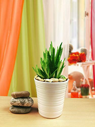 1 planta de aloe vera en maceta de cerámica blanca y aderezo de grava dorada otoñal