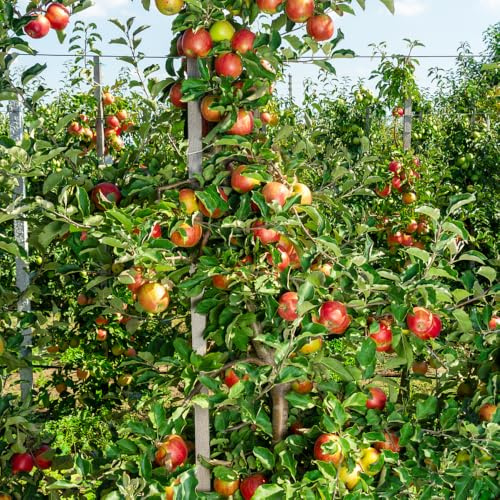 mele - mela giardino roccioso con per la decorazione del giardino 320semi