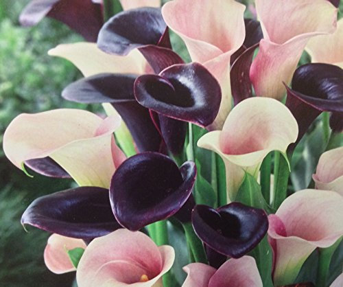 Calla Lily Bulbs 'Elegance' Pink/Black Mix WPC Prins Bulbs & Tubers Pack x3