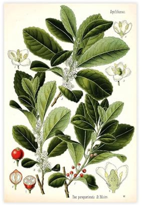 XZGTHYTYUY 57 Yerba - Impression sur toile mate Ilex Paraguariensis - Décoration pour chambre à coucher, bureau, chambre - Cadeau - 30 x 45 cm