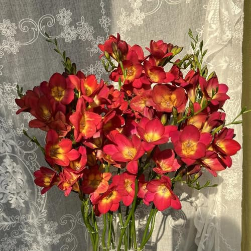 freesien winterhart - frühlingsblumen steingartenpflanzen zimmerbonsai balkon 5zwiebeln