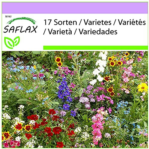 SAFLAX - Adoratori del sole - 1000 semi - 17 Sorten