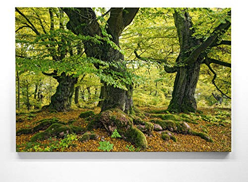 Atemberaubendes Leinwandbild vom Kellerwald im XXL Format 120x80cm. Motiv Weltnaturerbe als großes Wandbild. Fertig aufgespannt auf Holzrahmen. Als Hintergrund und Deko für Wohnzimmer & Schlafzimmer