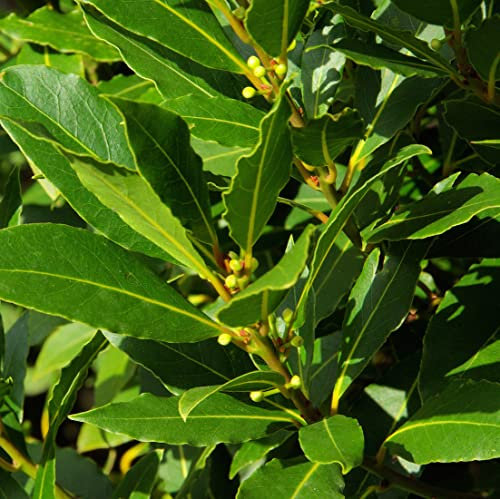 Alloro Laurus nobilis 3 piante aromatiche sempreverdi da siepe in vaso ø12 cm h. 20/30 cm Vivaio di Castelletto