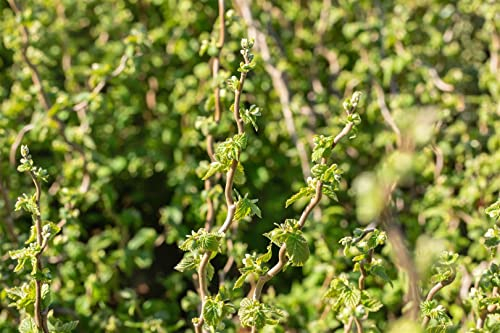 Corylus avellana 'Scooter' 60-80 cm – Winterhart, Mehrjährig, Pflegeleicht – Haselnuss – Heckenpflanze für Garten & Sichtschutz