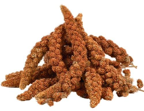 Lyra Pet® | 5 kg Kolbenhirse rot | Vogelfutter für Sittiche & Kanarienvögel | Handverlesene Hirse | Natürliche Nährstoffquelle für Vögel | Für das ganze Jahr | Hirsekolben für für Zier- und Wildvögel