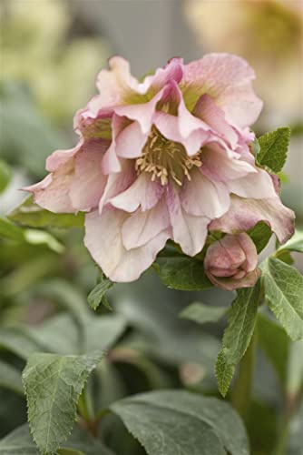 Helleborus orientalis 11x11 cm Topf – Winterhart, Mehrjährig, Pflegeleicht – Lenzrose – Staude für Beet & Kübel