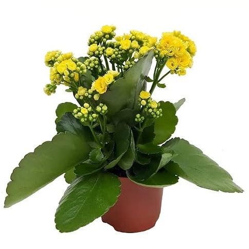 Kalanchoe Natural Suculenta Ideal para la Casa - Planta Resistente - Flores de Colores