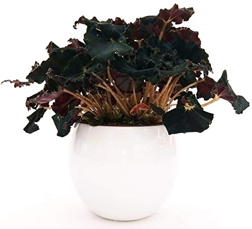POWERS TO FLOWERS - BEGONIA REX NERA, JUNGLE BLACK IN VASO CERAMICA BIANCO SFERICO, VASO 14CM, pianta vera