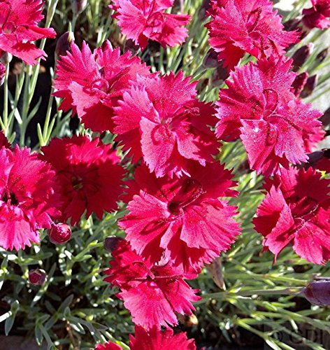 Pfingstnelke Badenia - Dianthus gratianopolitanus - lebende Gartenpflanze aus den Baumschulen