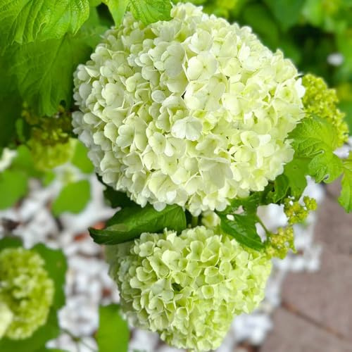 Semi di ortensia palla di neve - decorazione del soggiorno arbusti ti resistenti giardino arbusti decorazione floreale giardino da balcone serre da balcone semi 300pcs