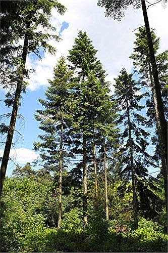Riesen-Küsten-Tanne (Abies grandis) 30 frische Samen **Der Tannengigant** Winterhart